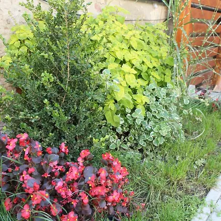 Apartmán Suterénový V Centre